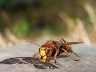 Hornisse (Vespa crabro) und Ameisen