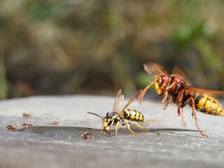 Hornisse (Vespa crabro) und Mittlere Wespe (Dolichovespula media)