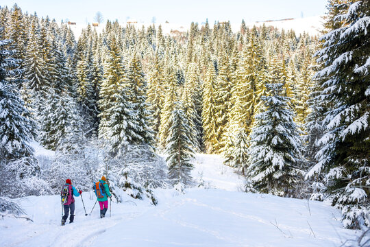 Travelers travel together through beautiful nature in winter. two girls walk through the woods in winter.