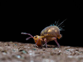 Bunter Kugelspringer (Dicyrtomina ornata)