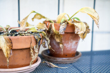 Funkien (Hosta) mit gelben Blättern überwintern im Garten im Blumentopf