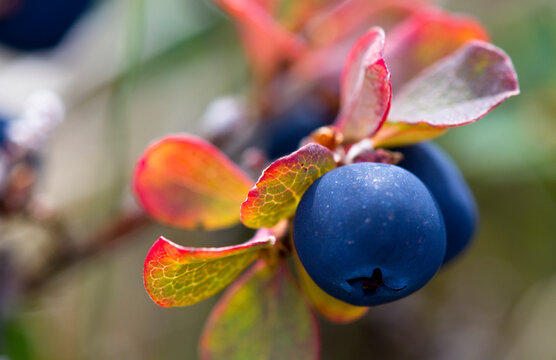 Wild crowberry