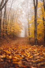 Obraz premium autumn in the woods