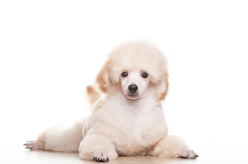 image of dog white background 