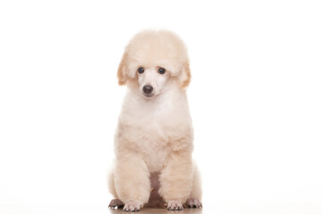 image of dog white background 
