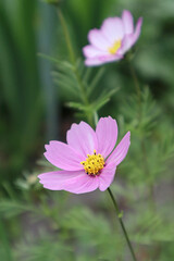 Pink cosmea flower in the garden