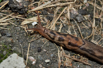 A great slug (lat. Limax maximus) crawls along the paths in the garden. The great slug is a...