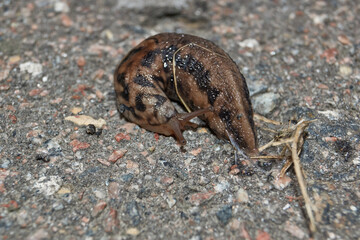 A great slug (lat. Limax maximus) crawls along the paths in the garden. The great slug is a terrestrial gastropod mollusk of the order pulmonary snails of the family Limacidae.