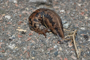 A great slug (lat. Limax maximus) crawls along the paths in the garden. The great slug is a...