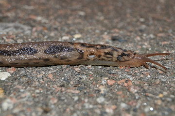 A great slug (lat. Limax maximus) crawls along the paths in the garden. The great slug is a terrestrial gastropod mollusk of the order pulmonary snails of the family Limacidae.