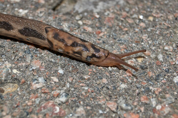 A great slug (lat. Limax maximus) crawls along the paths in the garden. The great slug is a terrestrial gastropod mollusk of the order pulmonary snails of the family Limacidae.