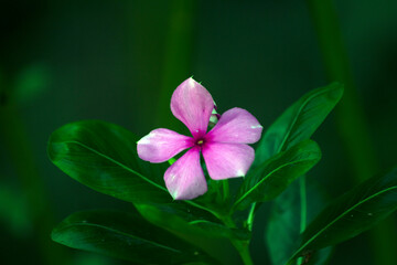 pink flower of a green