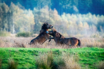 Two fighting wild brown Exmoor ponies, against a forest and reed background. Biting, rearing and hitting. autumn colors in winter. The Netherlands. Selective focus,fight, two animals.