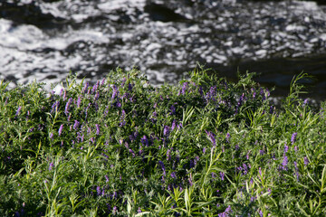 close up of purple wildflowers beside a river