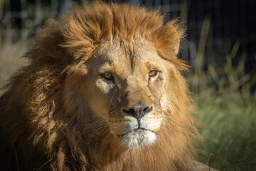 Fototapeta na wymiar portrait d'un lion en gros plan
