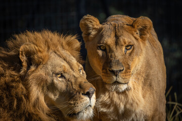 portrait d'un lion et d'une lionne en gros plan