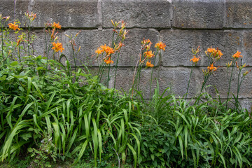 Pretty orange tiger lilies growing beside a stone wall