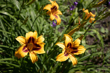 Obraz na płótnie Canvas pretty yellow lilies in the sun