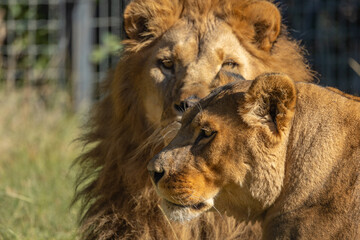 Naklejka premium portrait d'un lion et d'une lionne en gros plan
