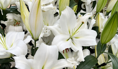 Details of white casablanca lilies