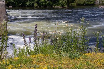 Obraz na płótnie Canvas pretty wildflowers along the shore of a river at a dam