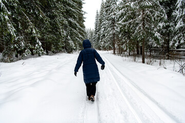 Moldovita, Romania, 2021-12-30. A person is walking on a snowy path in the middle of giant conifers.