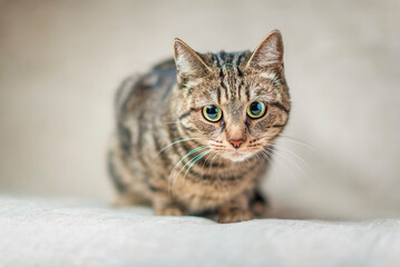 Close-up portrait of a beautiful domestic cat in the studio.
