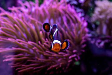Naklejka na ściany i meble clownfish.clownfish on coral background.purple background with nemo fish