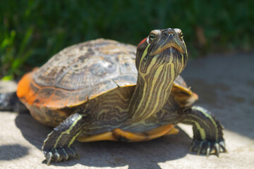 Pet red-eared slider, or semi-aquatic turtle, looking around, on a concrete slab with grass in the background