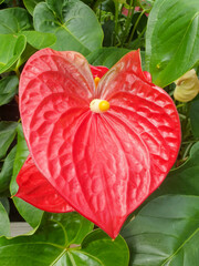 anthurium also laceleaf also flamingo flower (in german Große Flamingoblume) Anthurium andraeanum
