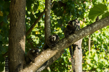 little monkey on tree branch