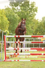  Free jumping competition at rural animal farm