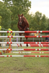  Free jumping competition at rural animal farm