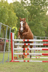  Free jumping competition at rural animal farm