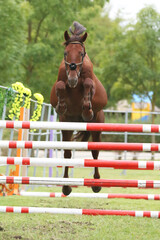  Free jumping competition at rural animal farm