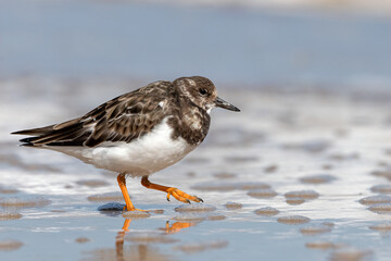 Turnstone