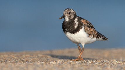 Turnstone