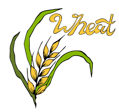 Ears Of Wheat, Barley With Leaves. Large Grain Exports. World Crop Prices In The Context Of The Food Crisis. Global Food Inflation And Hunger.