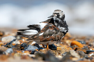 Turnstone