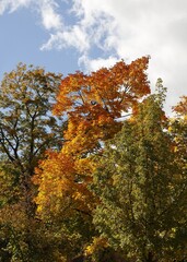 maple tree with yellow autumnal foliage scenic