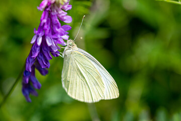 White Butterfly on Flower
