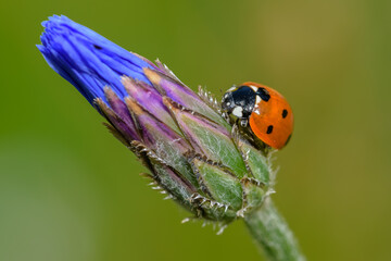 ladybird
