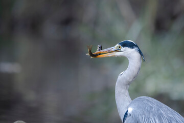 der Graureiher hat Fisch gefangen am Bach beim jagen in der Natur Wildleben