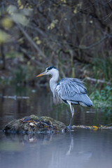 Wilder Graureiher am Bach beim jagen in der Natur Wildleben
