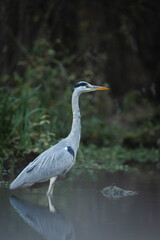 Wilder Graureiher am Bach beim jagen in der Natur Wildleben
