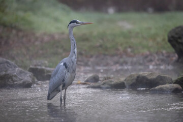 Wilder Graureiher am Bach beim jagen in der Natur Wildleben