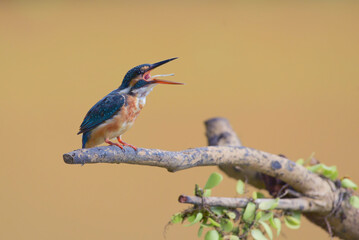 Common kingfisher eating a fish