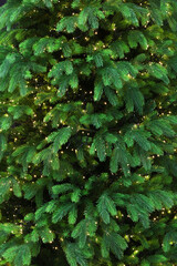Christmas tree decorated with garland lights background