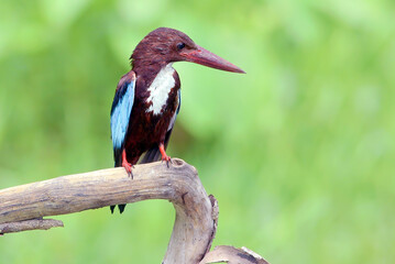 Javan kingfisher perched on a tree