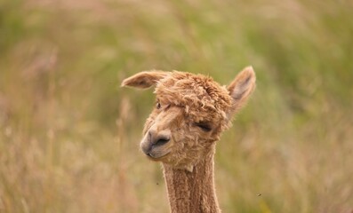 Obraz premium The alpaca is a domesticated camel from the Andes that is related to the vicuña. Alpacas are bred for their very fine hair, which is often called alpaca wool